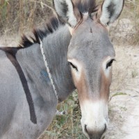 Gouraf, âne communautaire