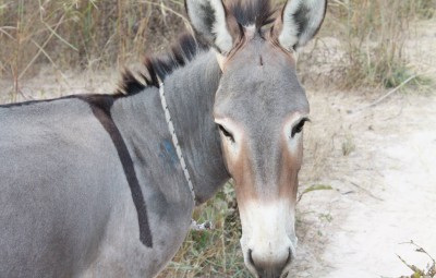 Gouraf, âne communautaire