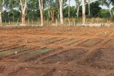 Le jardin de Gouraf